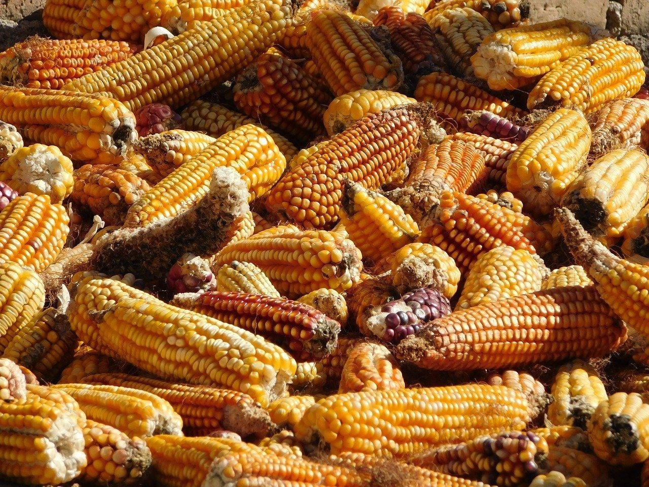 打玉米汁用多少玉米