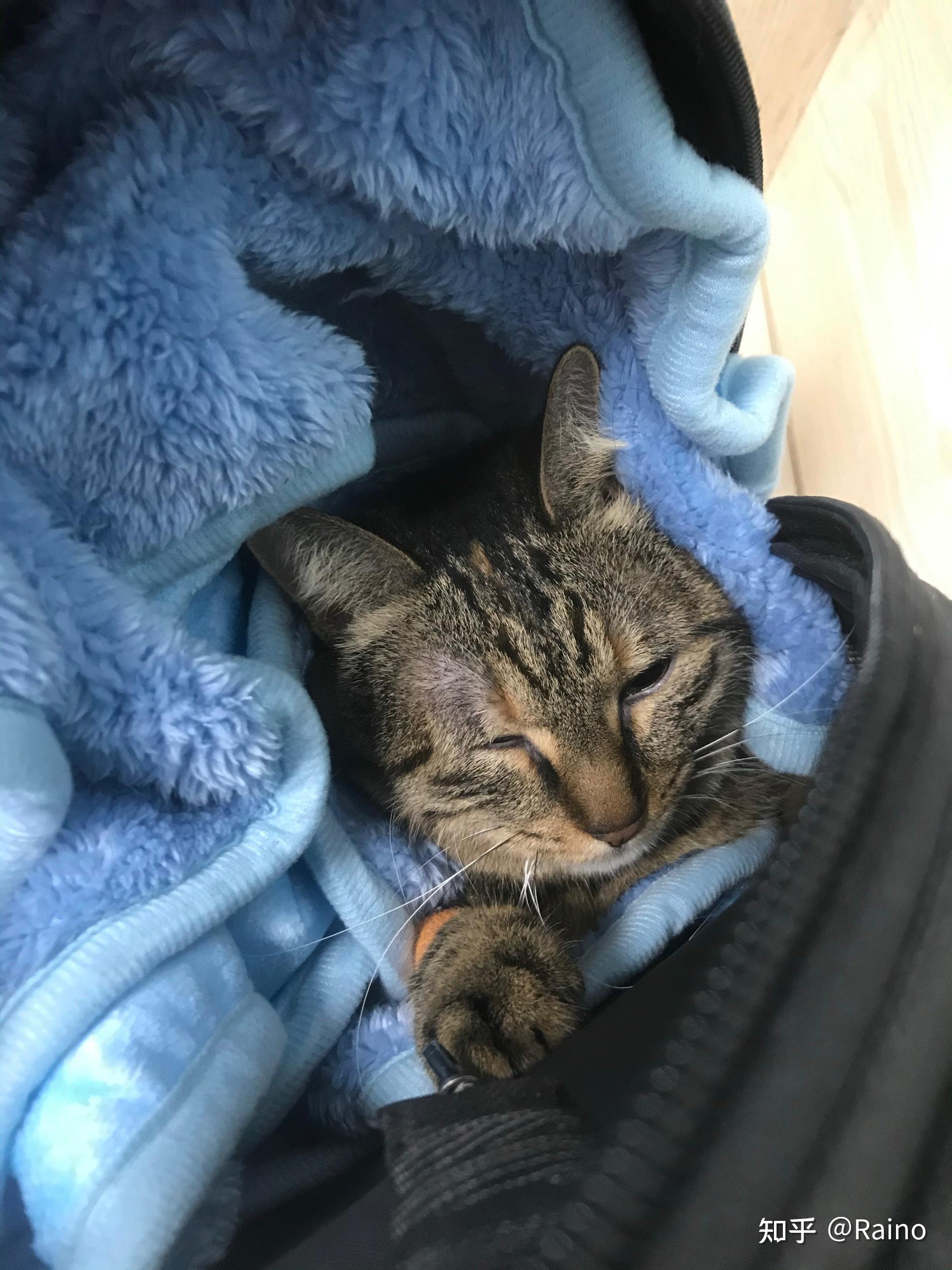 我家的猫前天去喵星了我妈特别伤心说以后不养猫了我还要不要养真的家