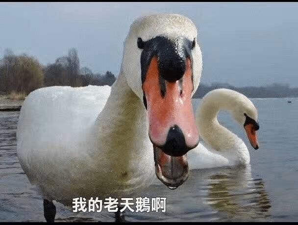 有没有关于鹅(动物)的表情包?或者头像? - 知乎