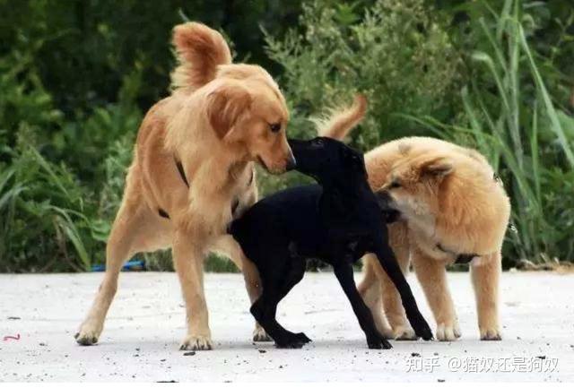 狗狗总是互相闻屁股原来代表这些意思