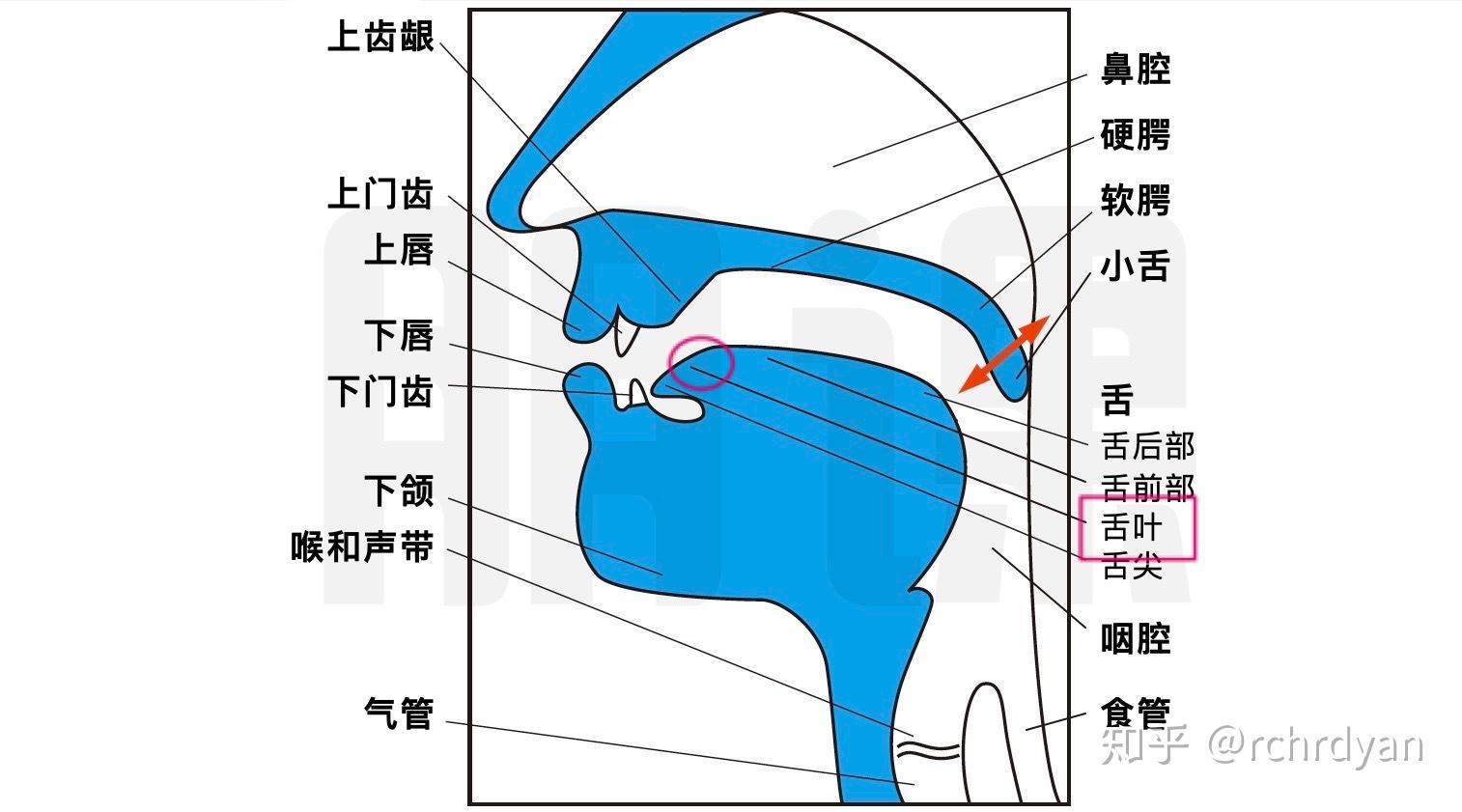 发音舌位图图片