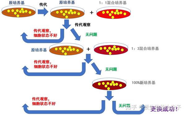 揭秘!『干细胞培养高手』是怎样炼成的? - 知乎
