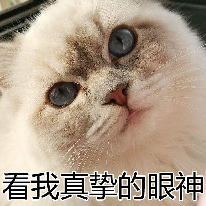 猫为什么喜欢搞事情