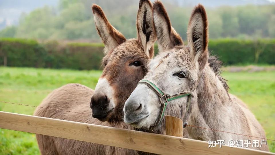  Australia Sanctuary Lists The Funny Crimes Their Donkeys Have Committed 