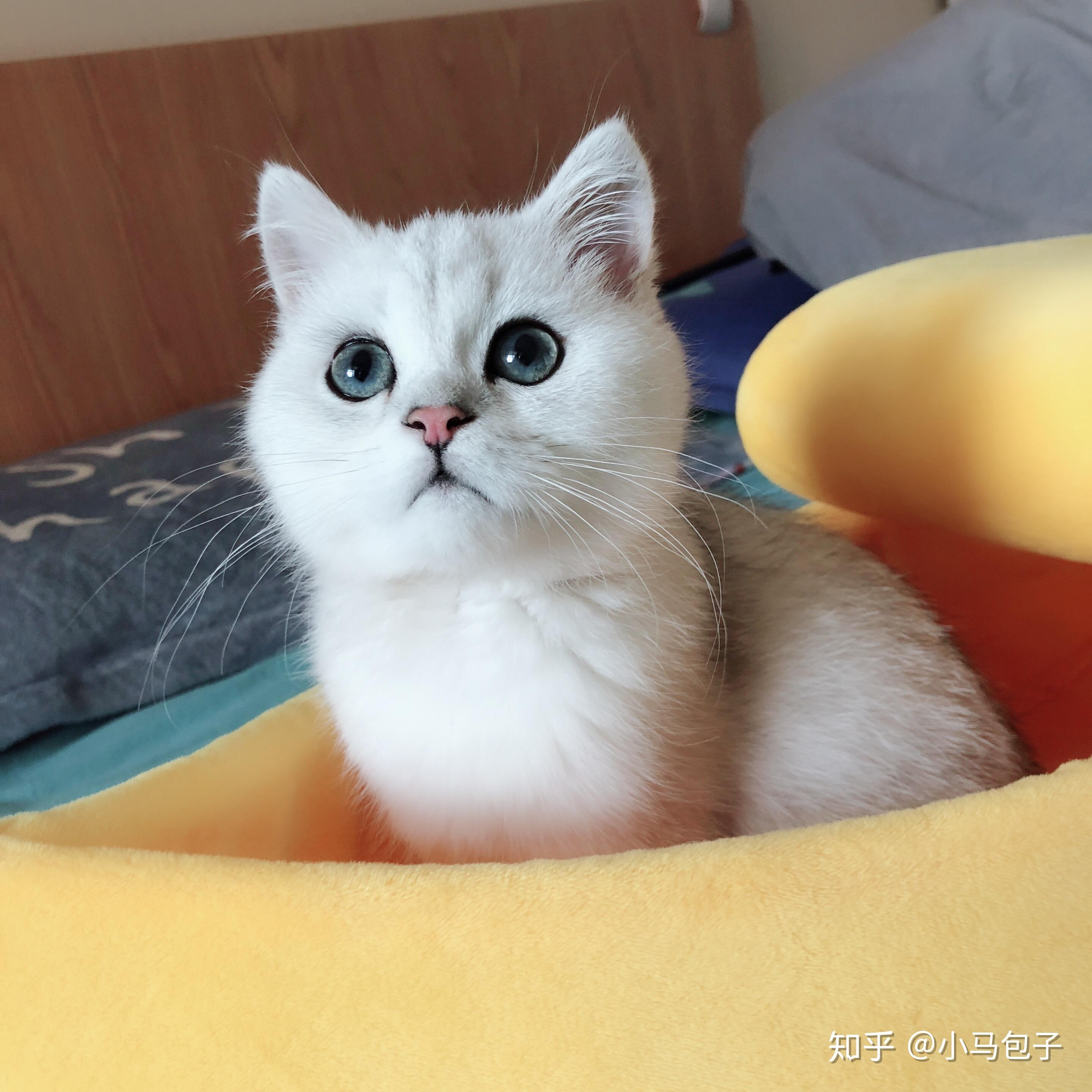 你为什么喜欢猫喜欢猫的哪一点