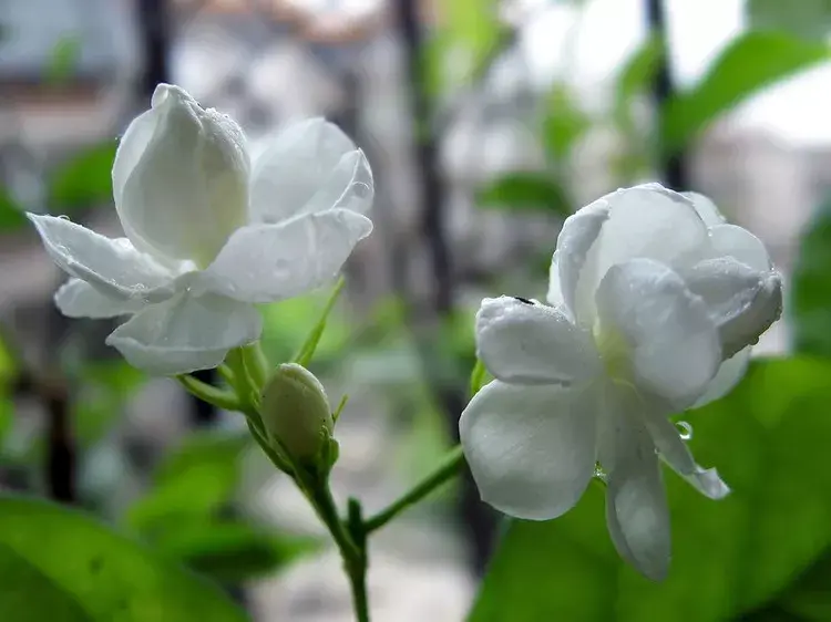 凄凄惨惨戚戚,茉莉花冬季避免死亡护理 