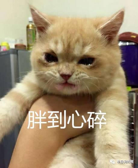 胖橘猫