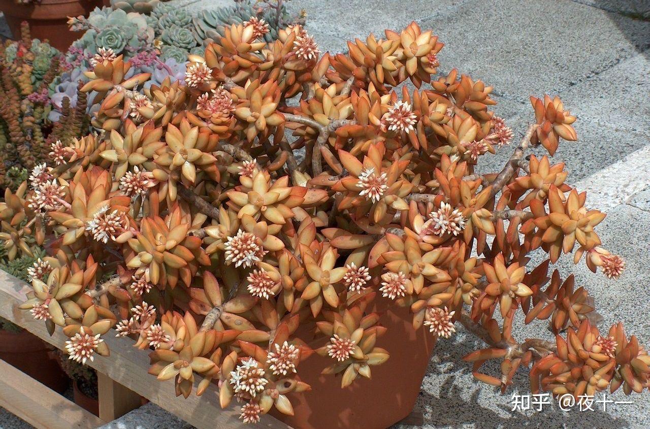 多肉补全计划铭月