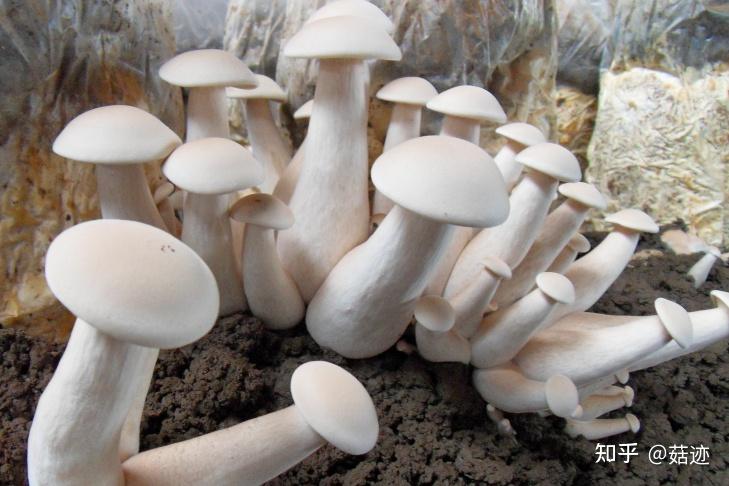 菇迹——金福菇 - 知乎
