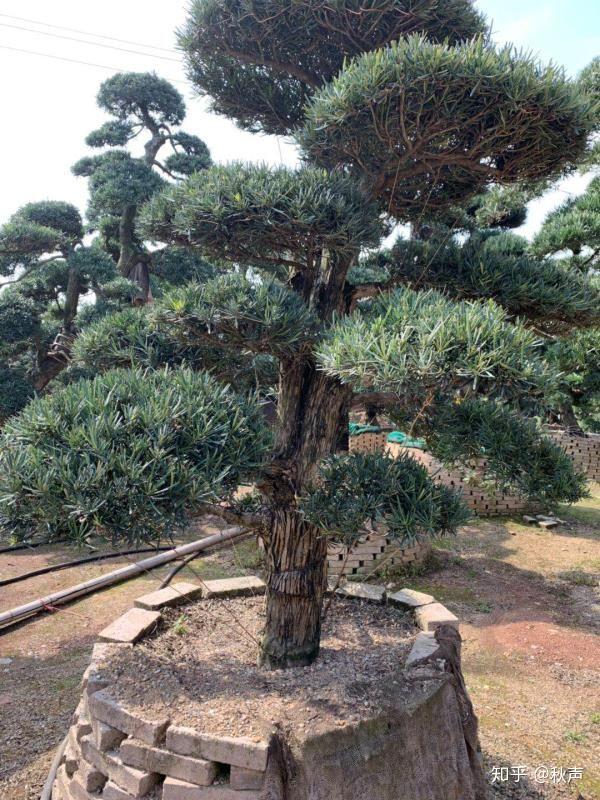 分享下比较大的四款观赏松