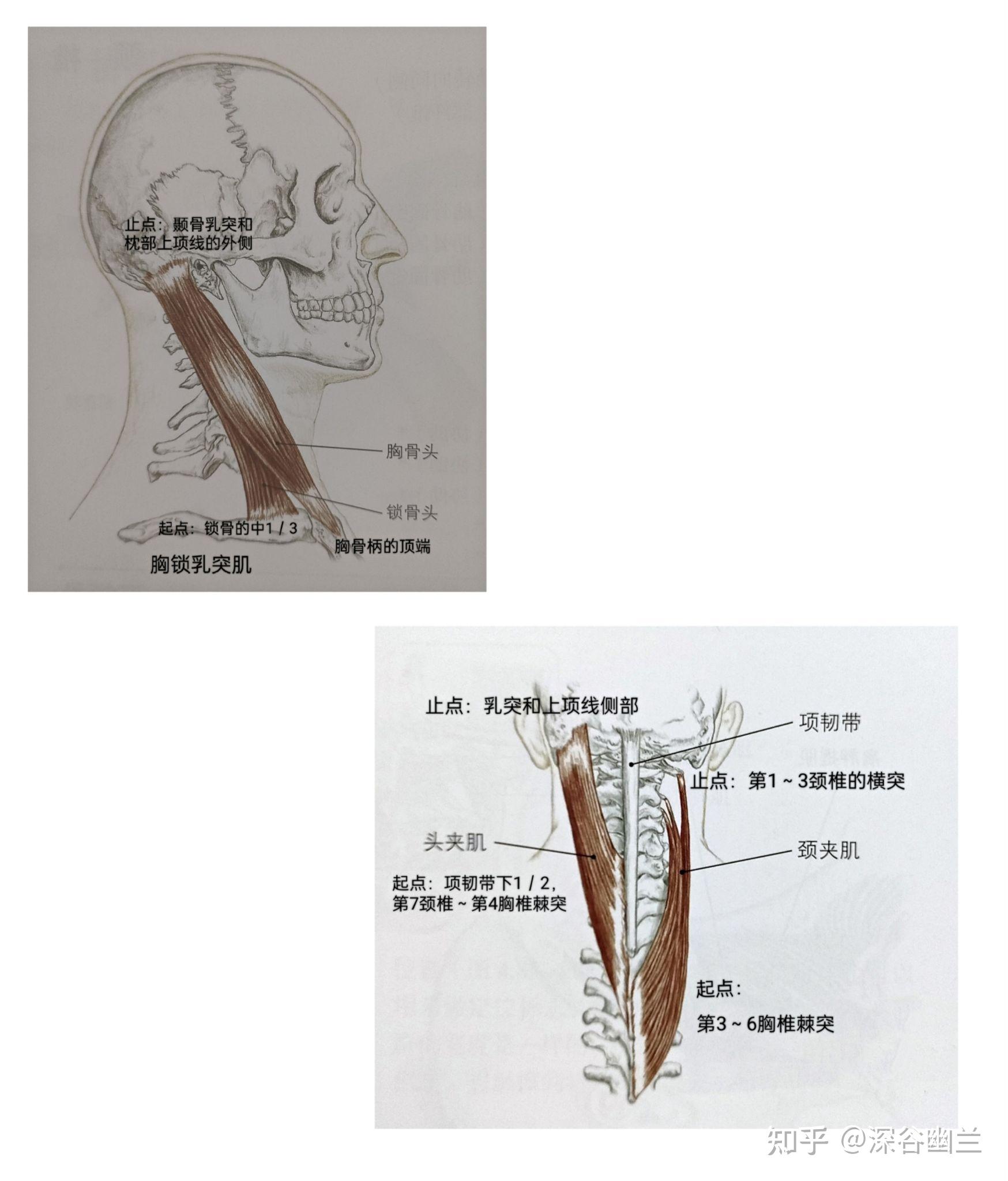 在颈部颈椎侧面出现的疼痛或牵拉感,重点考虑斜角肌.
