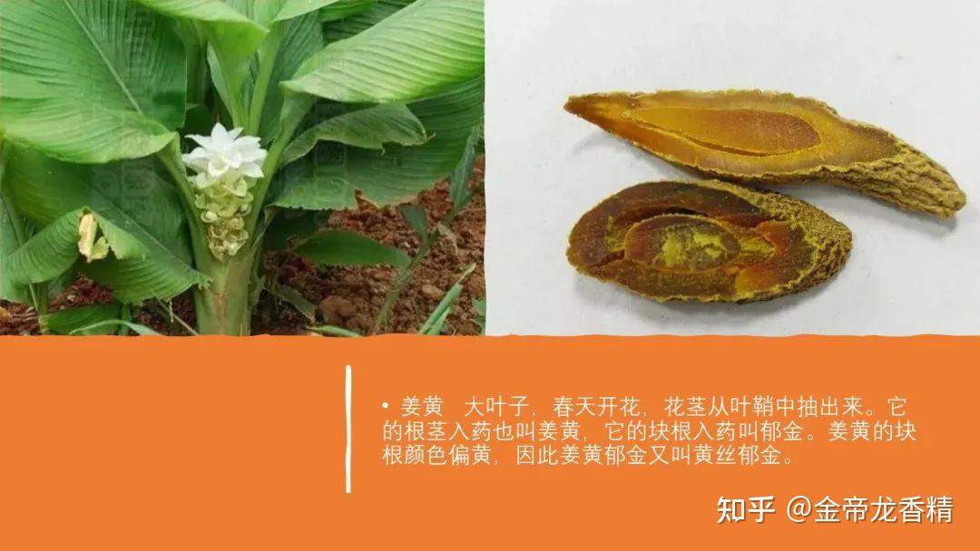 香精与香料(97)—郁金 - 知乎
