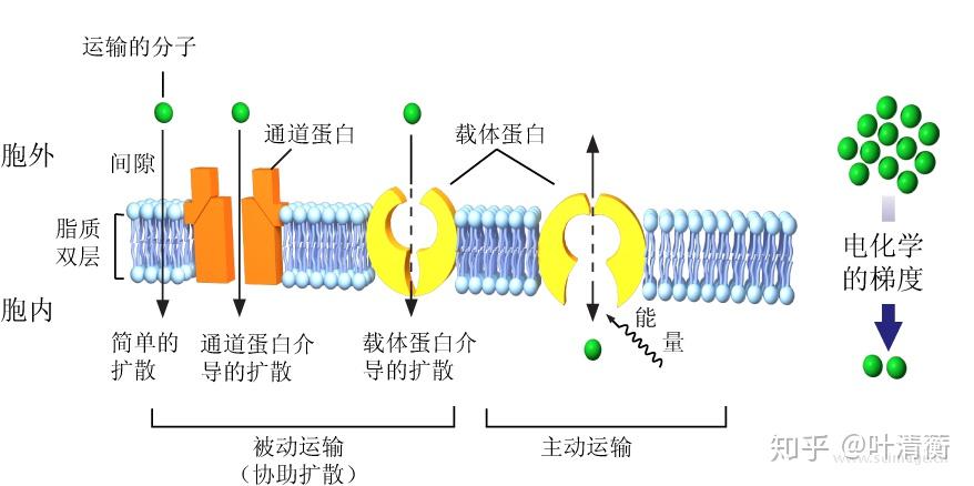 v2-9681b4ccc996f9be33f1119a3f26f480_r.jpg