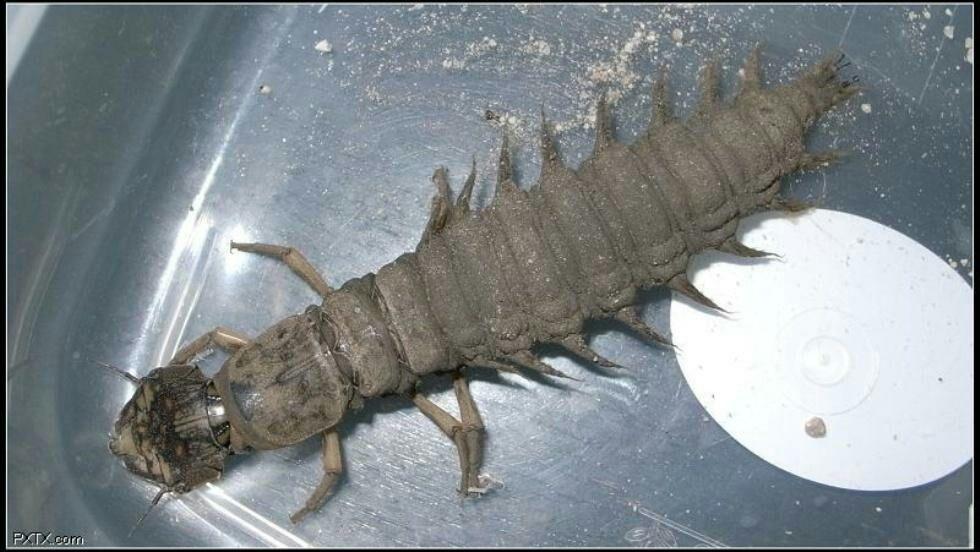 蛃型幼虫和蠋型幼虫的特征分别是什么?有哪些代表动物?