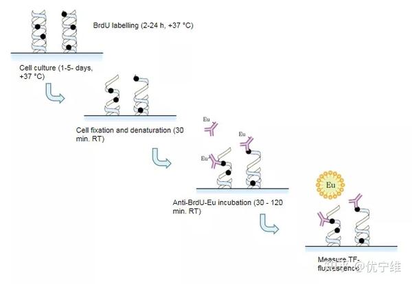 高灵敏度荧光elisa 带您认识delfia技术 知乎