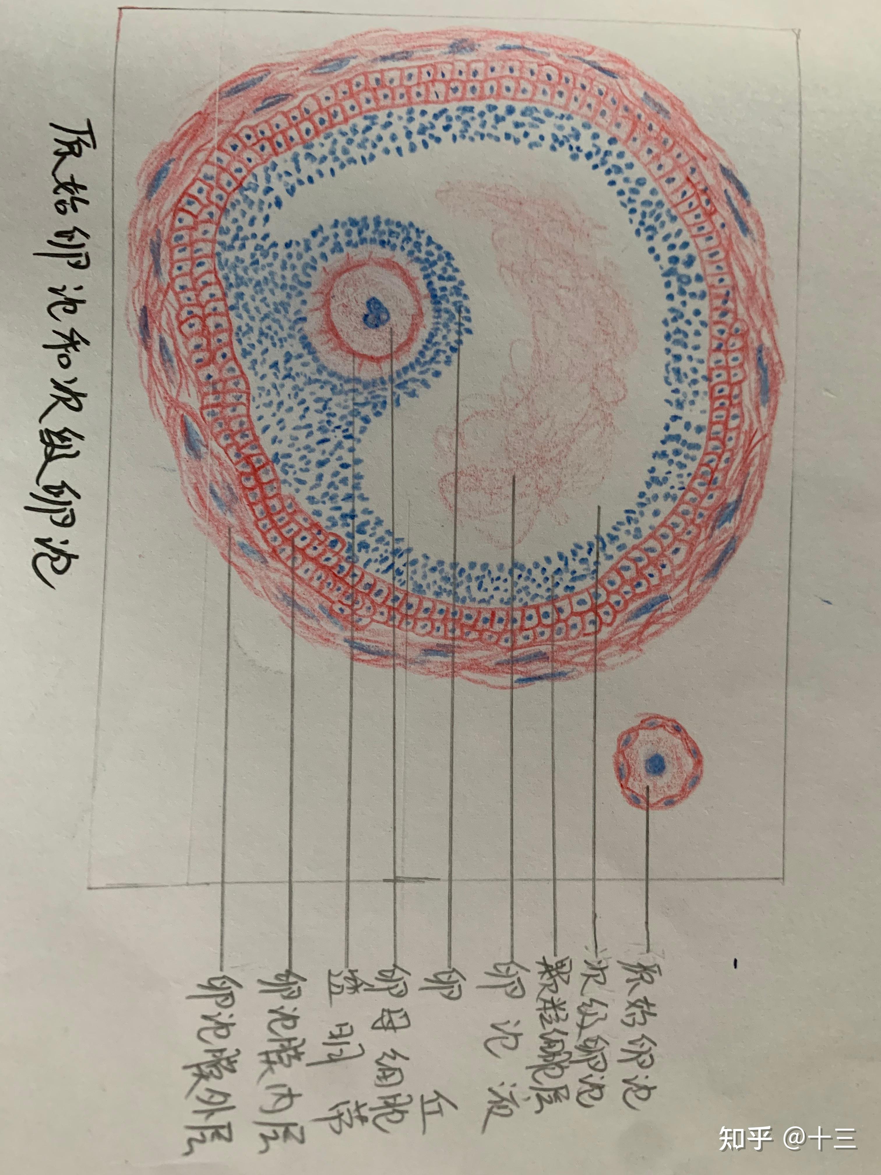 疏松结缔组织切片图解图片