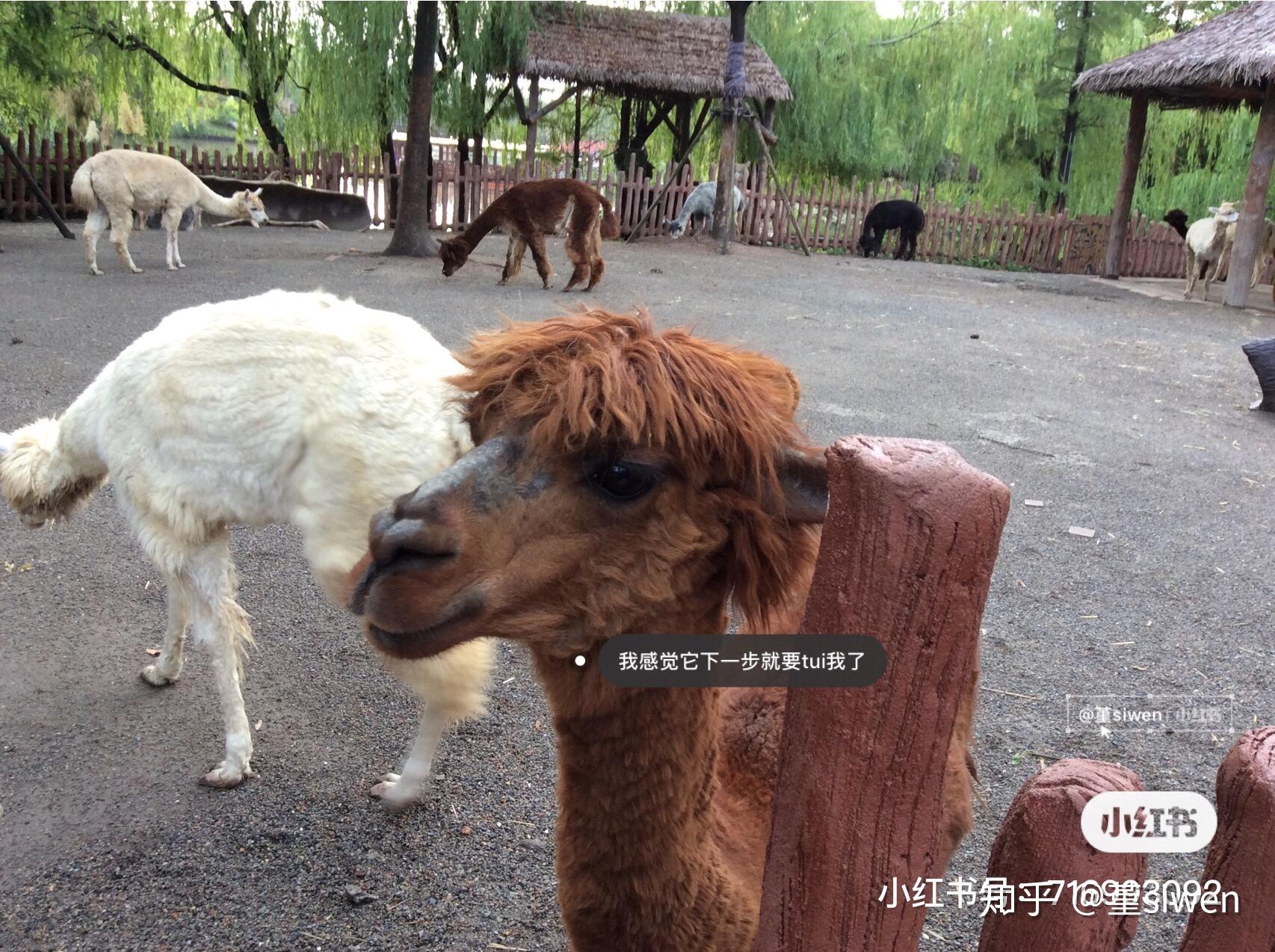 如何看待上海野生動物園飼養員實施作業時被熊攻擊不幸遇難一事類似