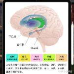 为什么正常人大脑里只会诞生一个意识呢？