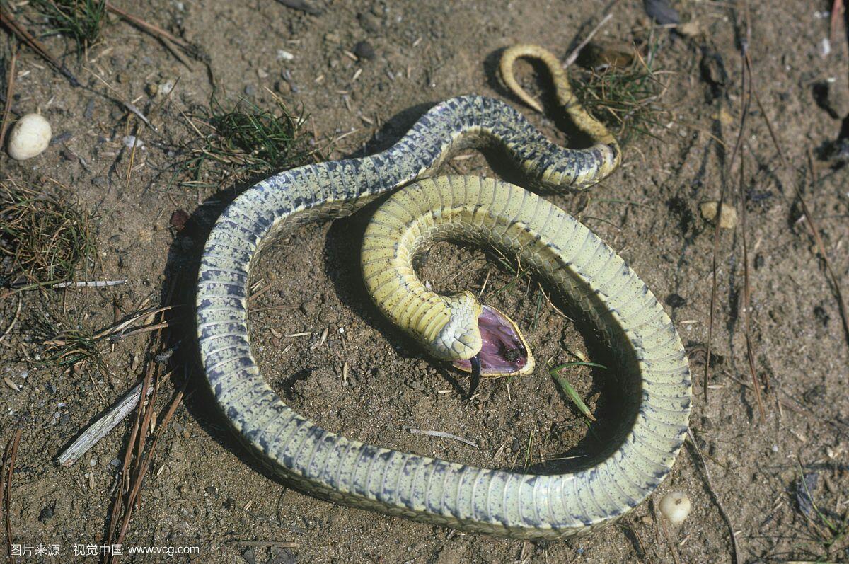 黑眉锦蛇 Elaphe taeniura - 物种库 - 国家动物标本资源库