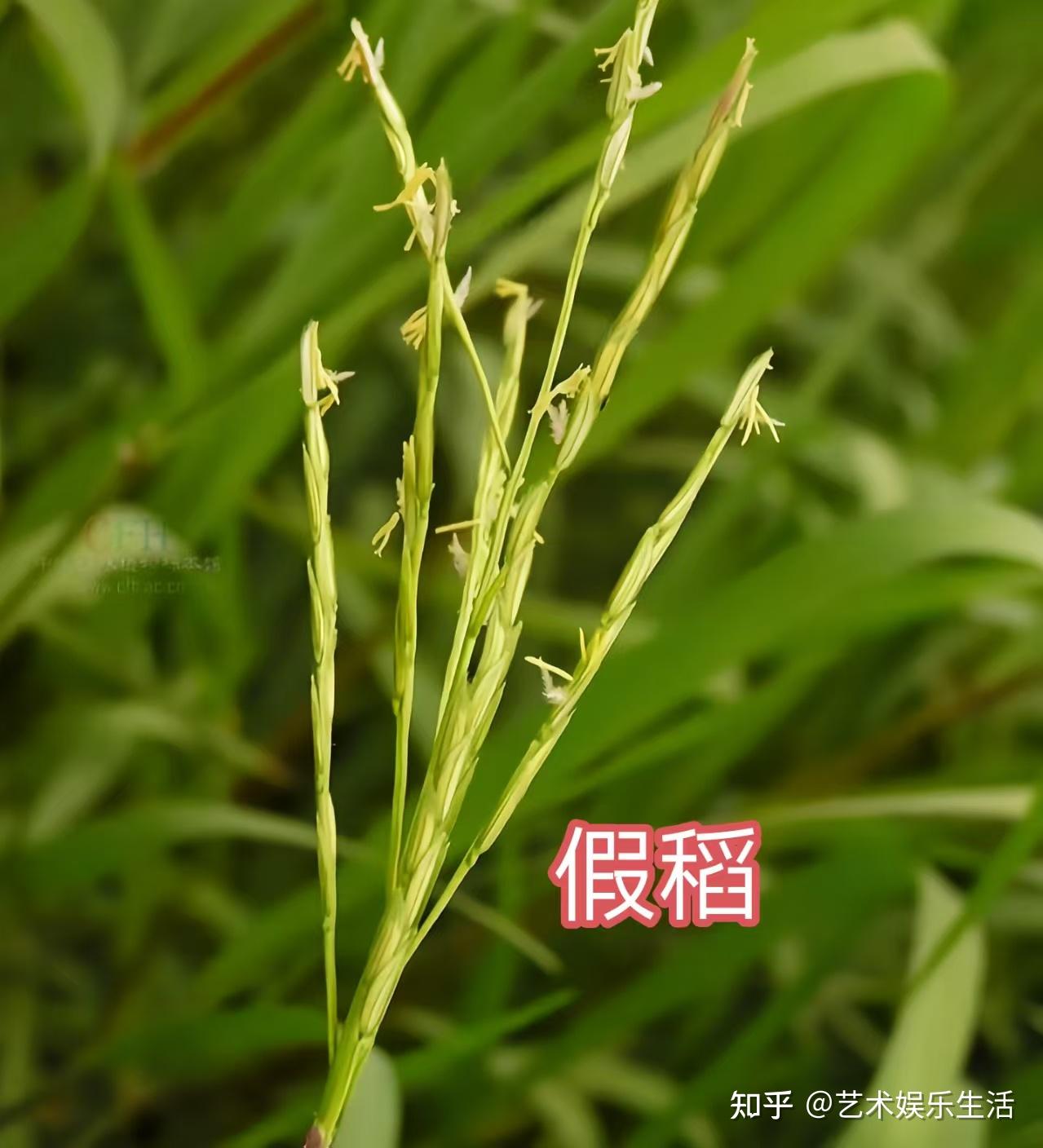 禾本科稻亚科的6种代表植物 - 知乎