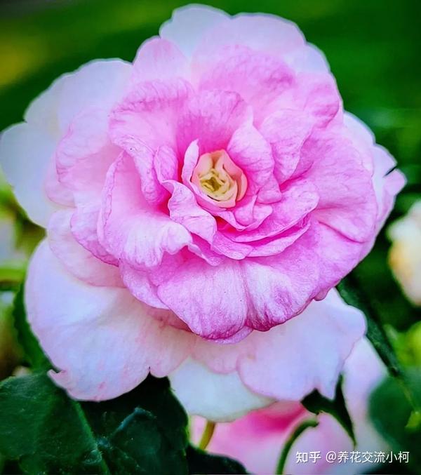 常见的指甲花、新几内亚凤仙和苏丹凤仙花,养花盆里就很容易开花 - 知乎