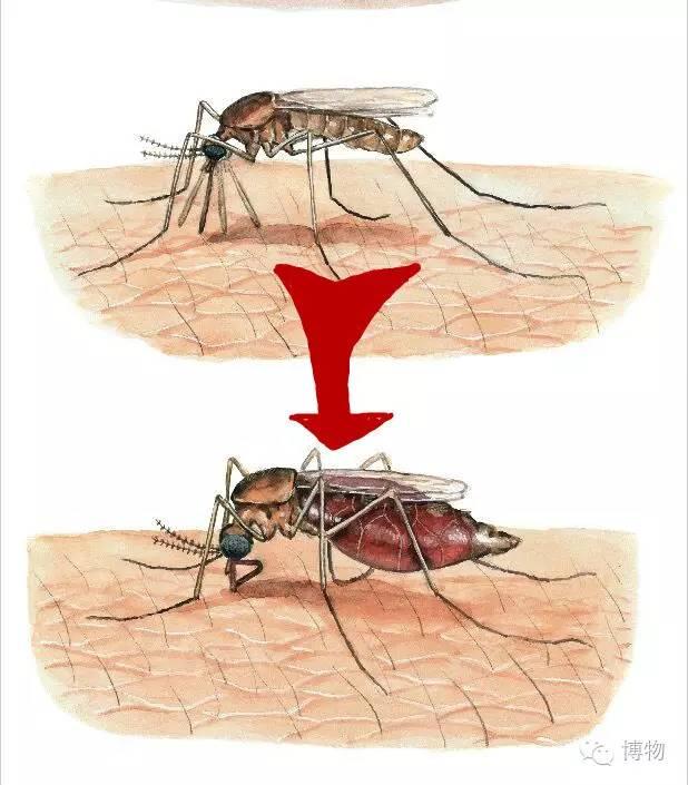 不是所有蚊子都吸血,常见的吸血蚊有三大类:伊蚊,库蚊和按蚊