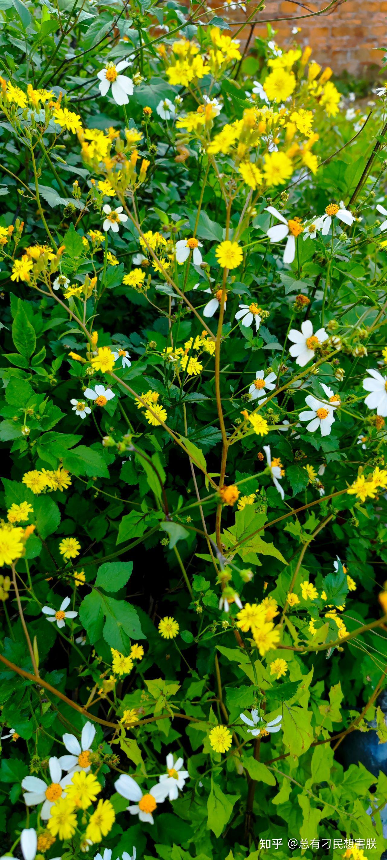 你认为春天最美的花是什么花? - 知乎