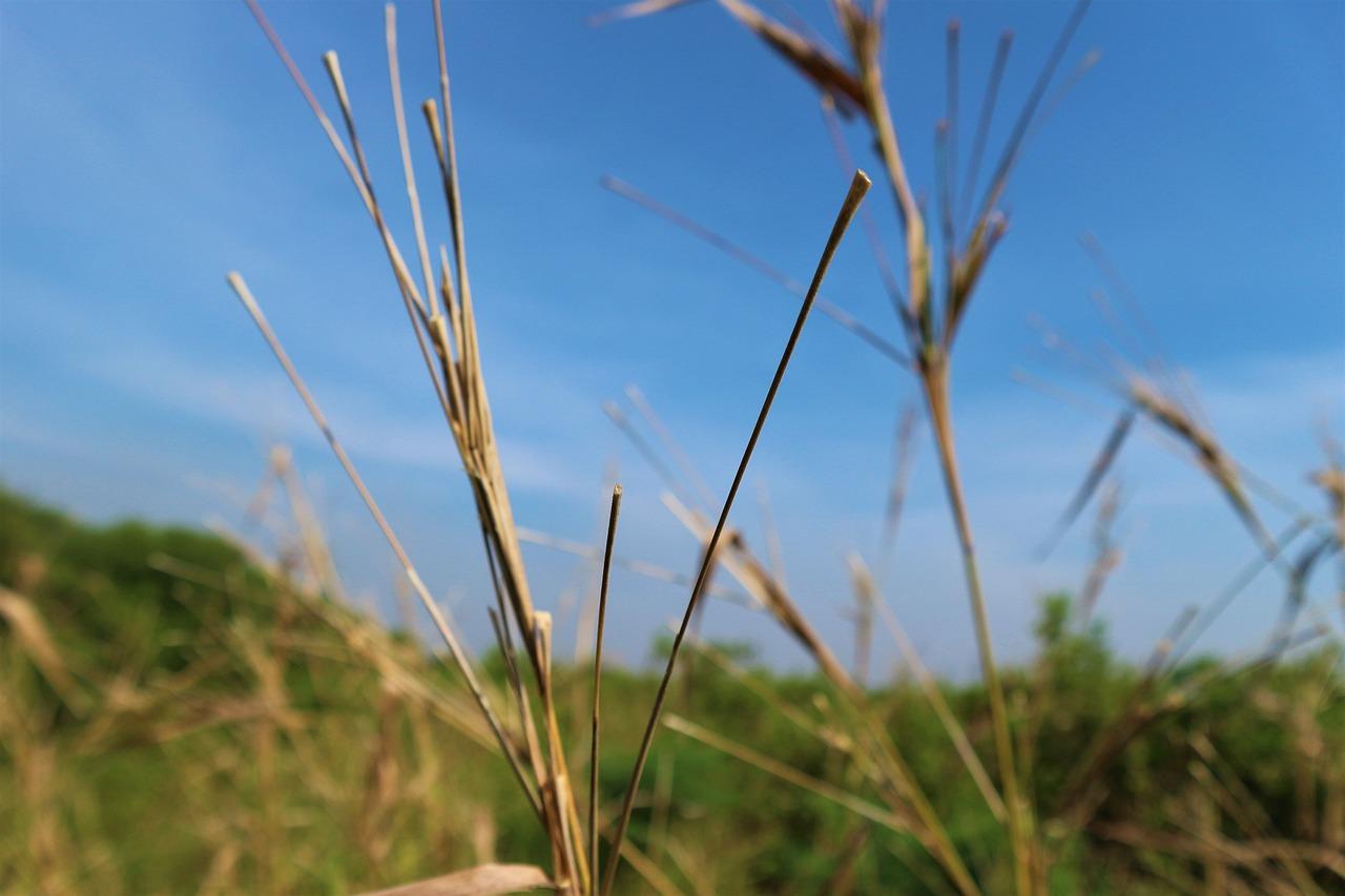 春兰湿度多少好