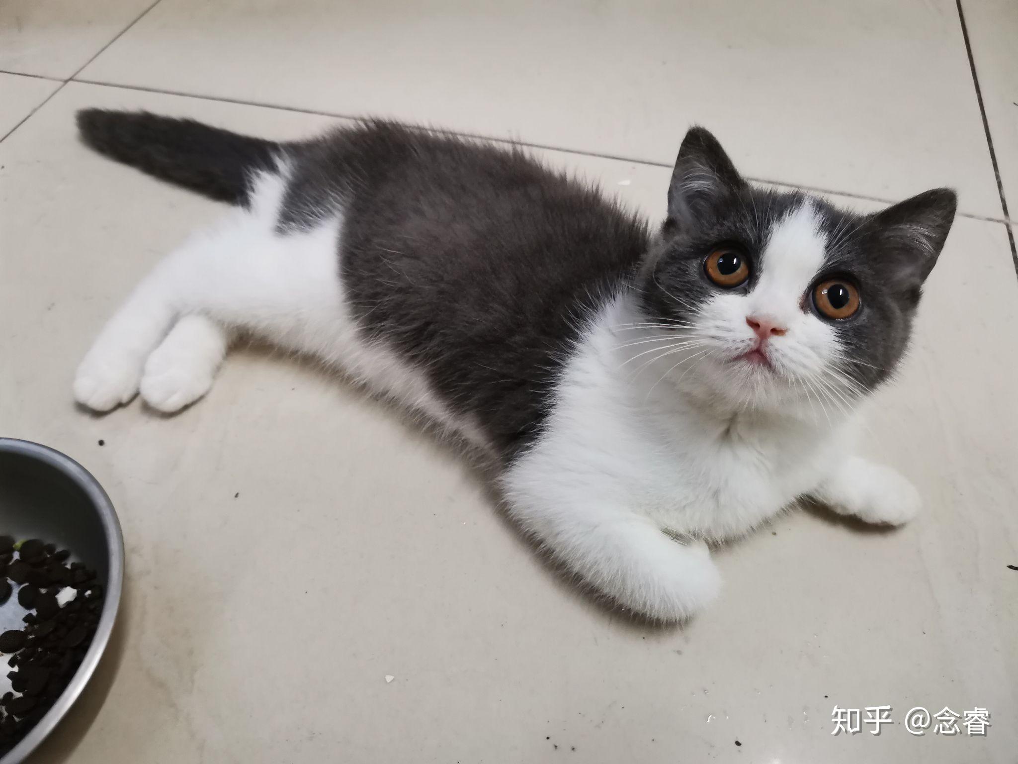 英短蓝白猫1000元值得购买吗