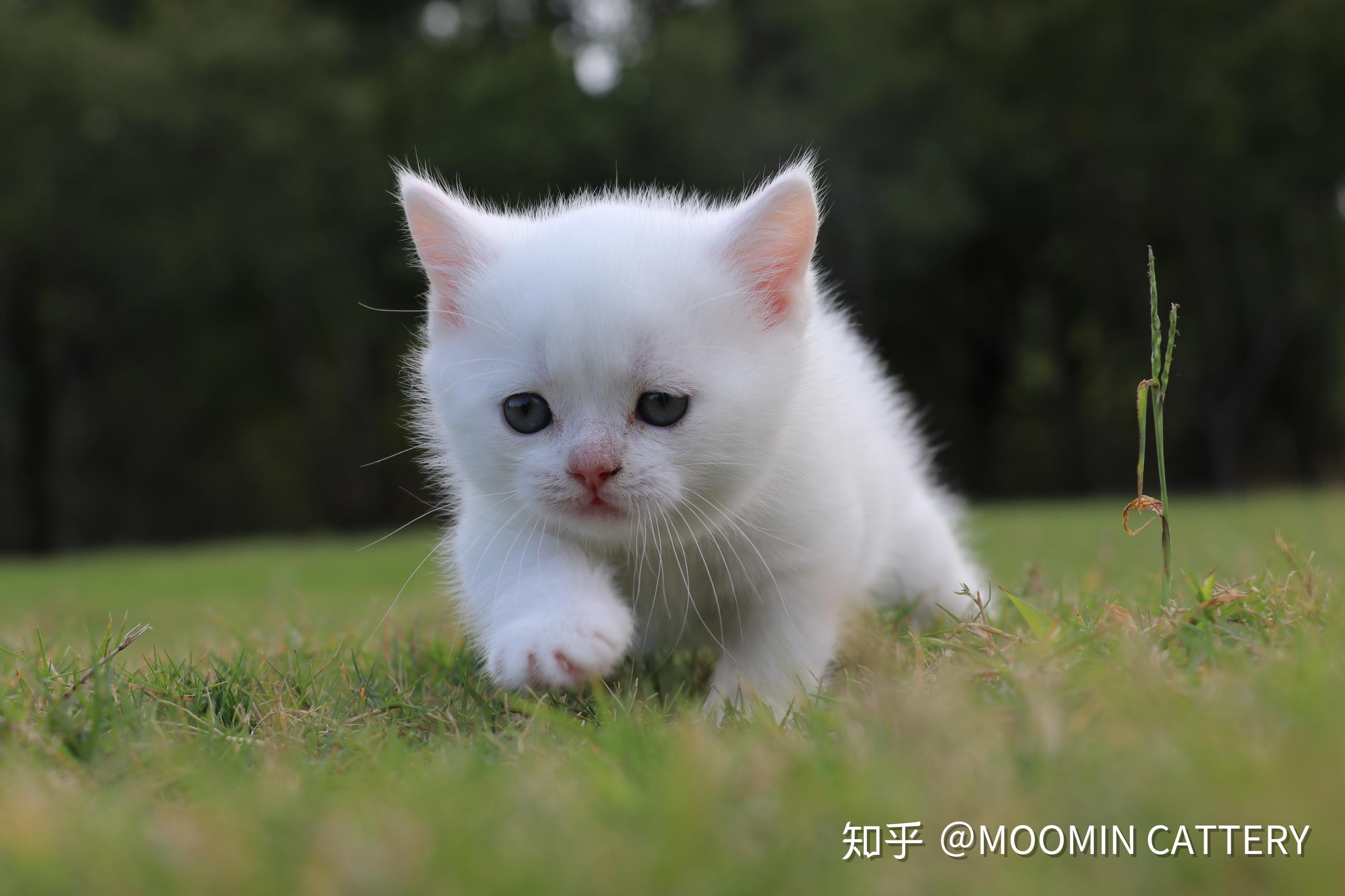 英短蓝白种公-松子-英国短毛猫-蓝白色猫爸爸:08待售 种母小白x种公