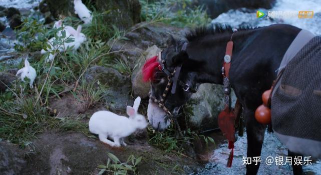 陈情令中最甜的糖小苹果亲了小兔子含光君眼神闪躲