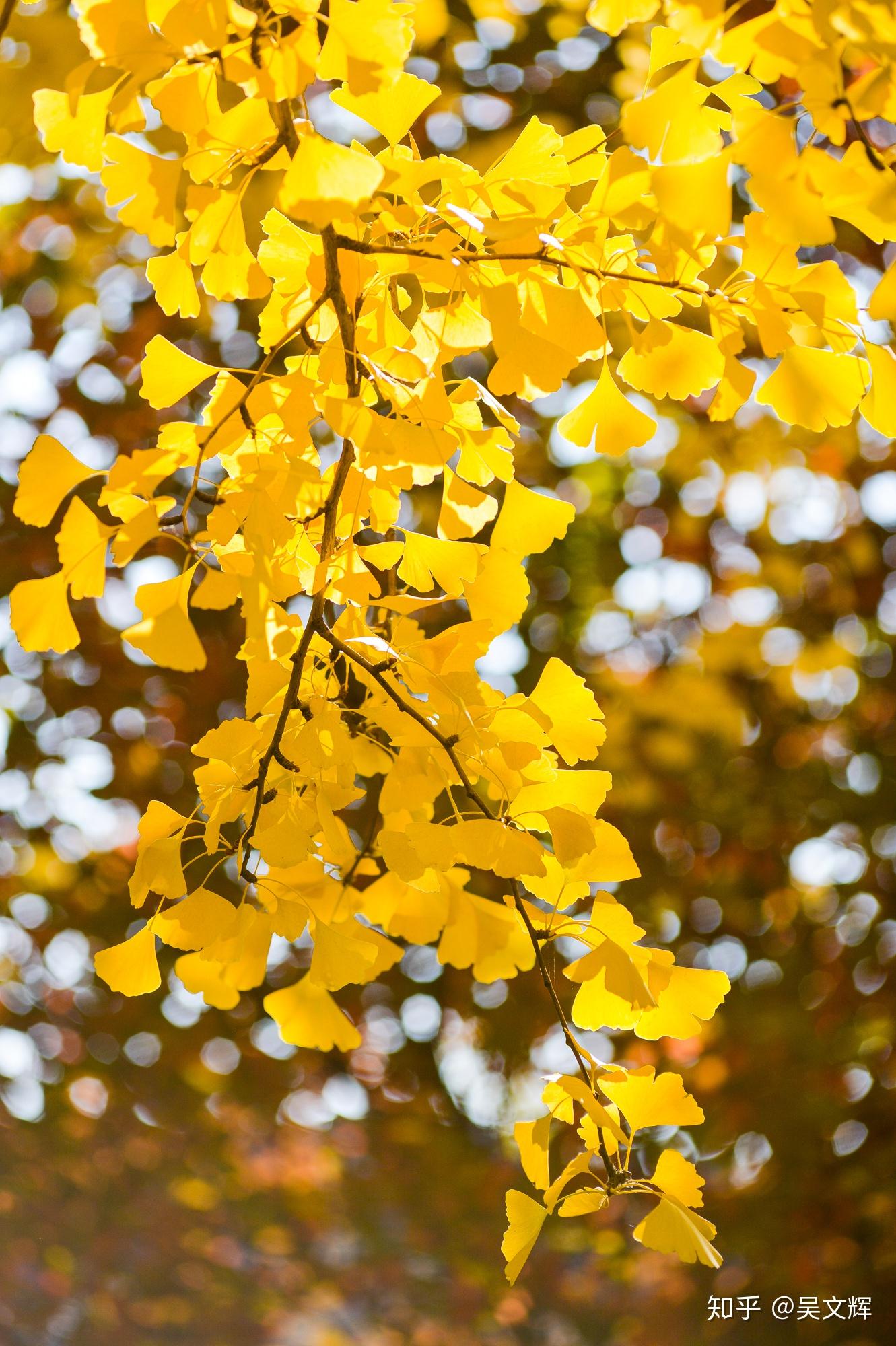 银杏黄了