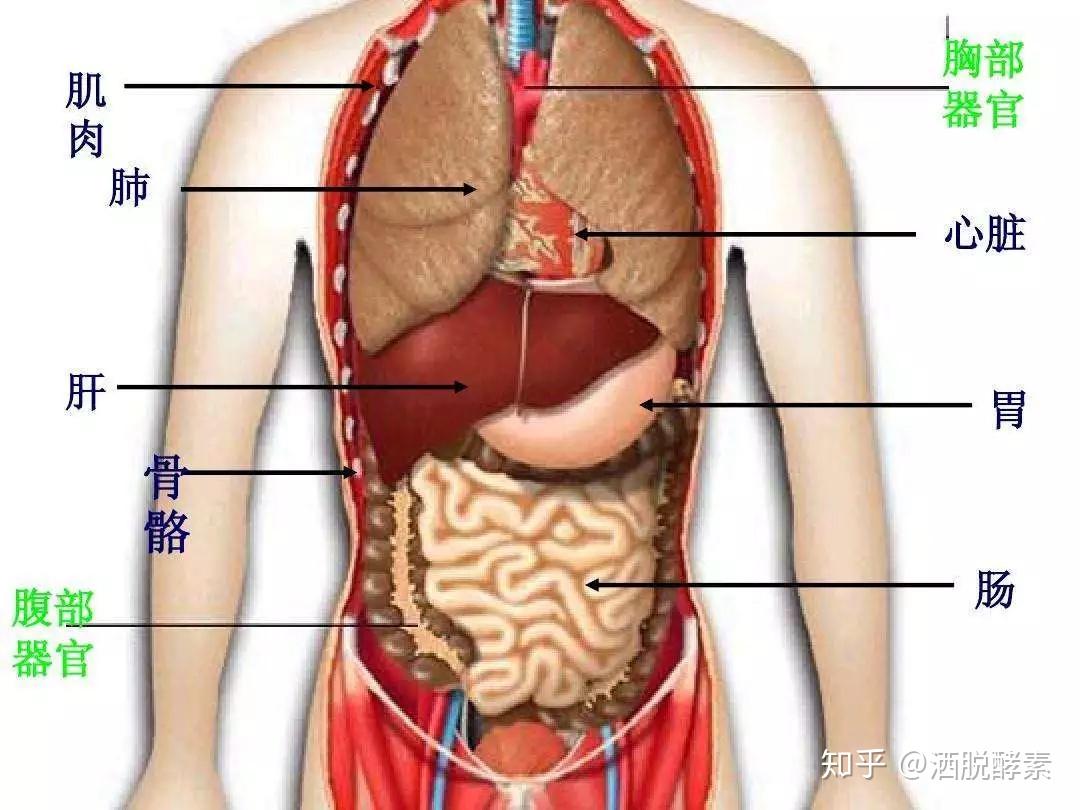 胃在胸骨的位置图片图片
