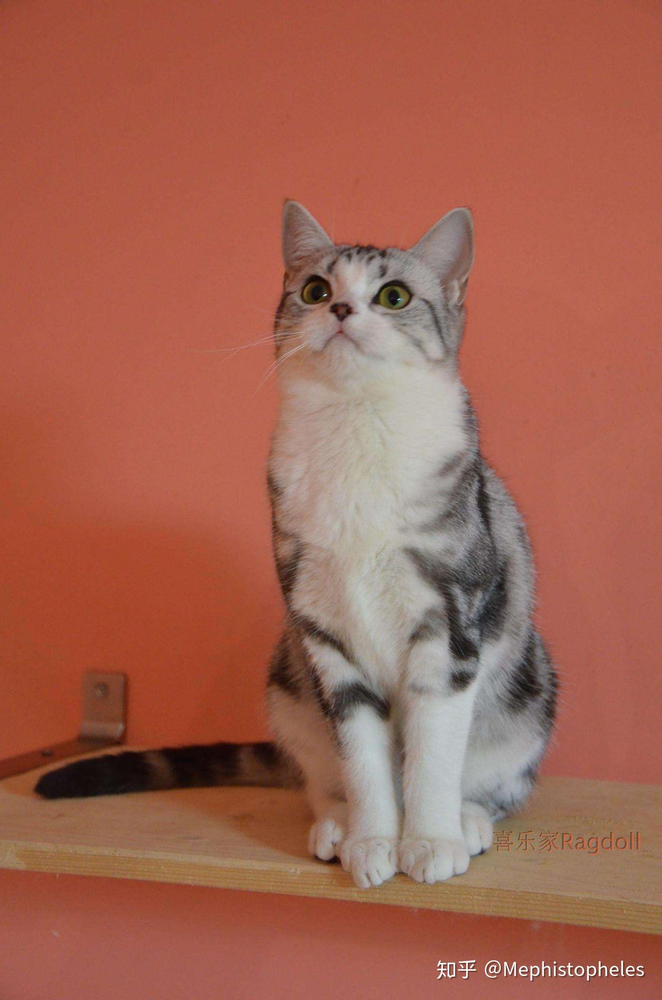 买的时候说是棕虎斑加白虽然没了解过这种花色的猫但是很粘人也很可爱