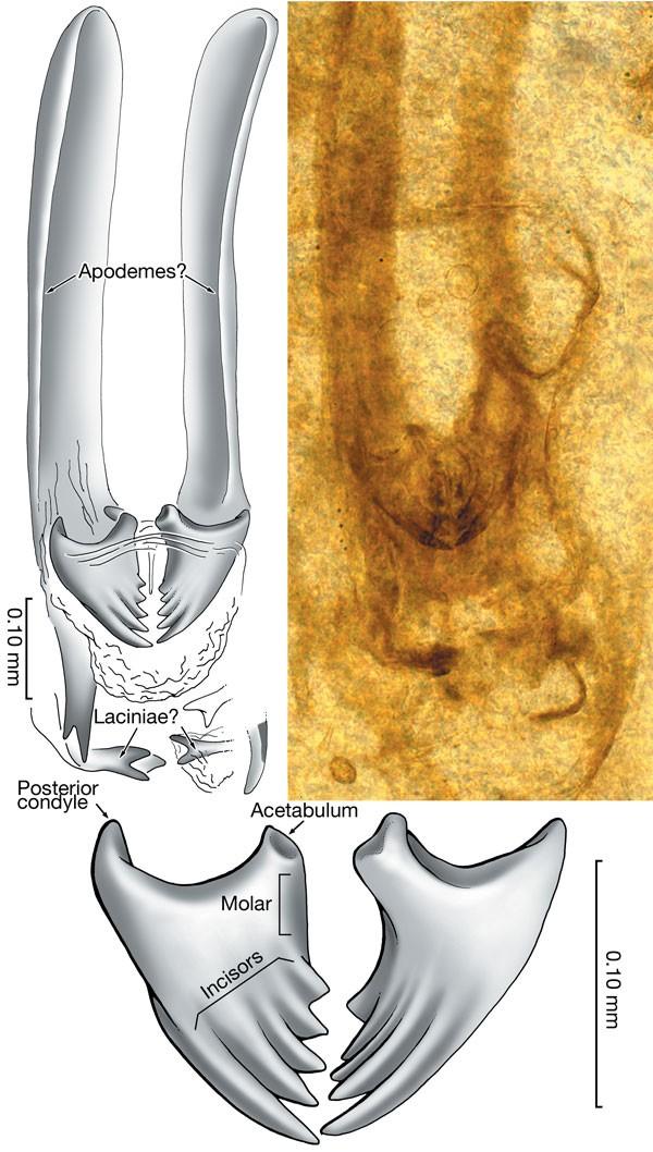 基節窩,incisors n.