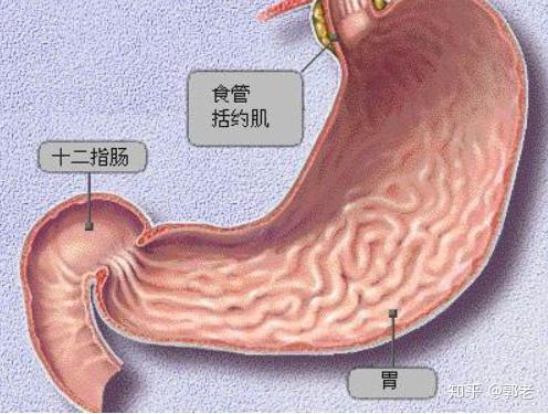 生理性十二指肠胃反流是胆汁反流性胃炎的致病一击