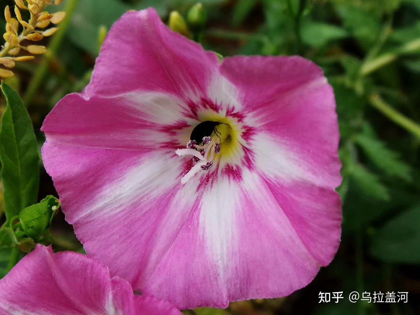 花木春秋58：田旋花 | 1931年才有了正式身份 - 知乎