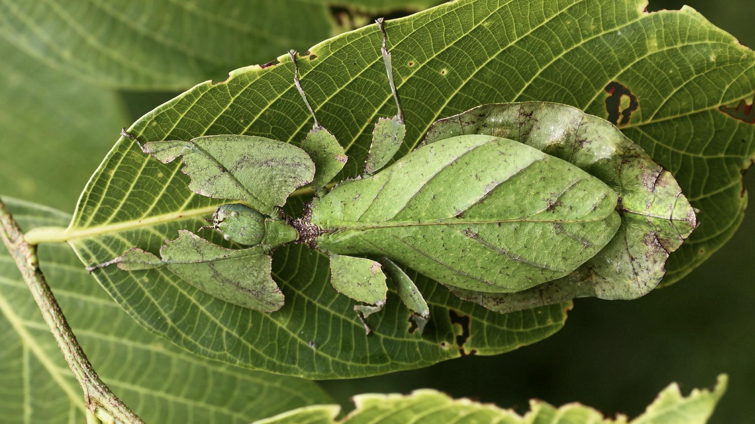 在所有关系到长相的生物性状中,"拟态"绝对是最令公众感到"大千世界无
