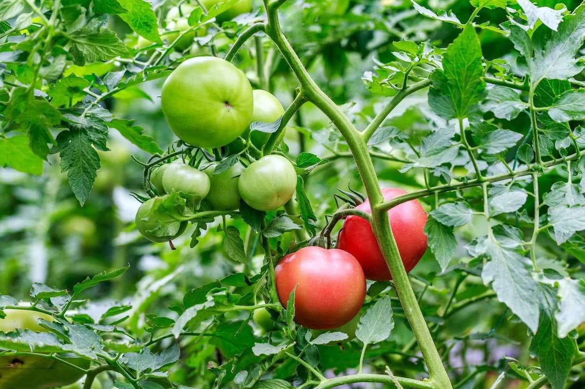 无土栽培--番茄种植管理技术!_无土栽培技术_寿光市九合农业发展有限公司