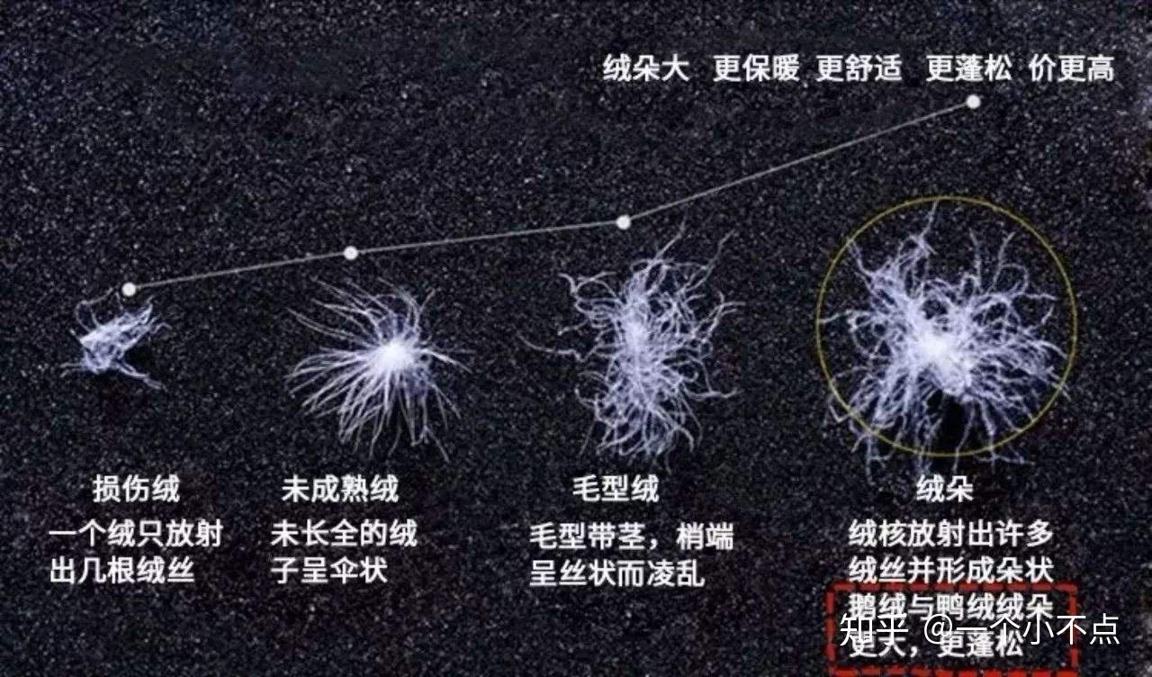 冬天羽绒服怎么挑选注意这2点3种款式选对清爽又减龄