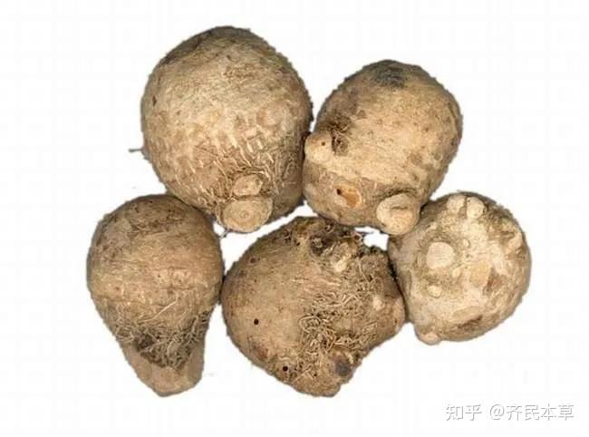 4泽泻传统鉴别方法