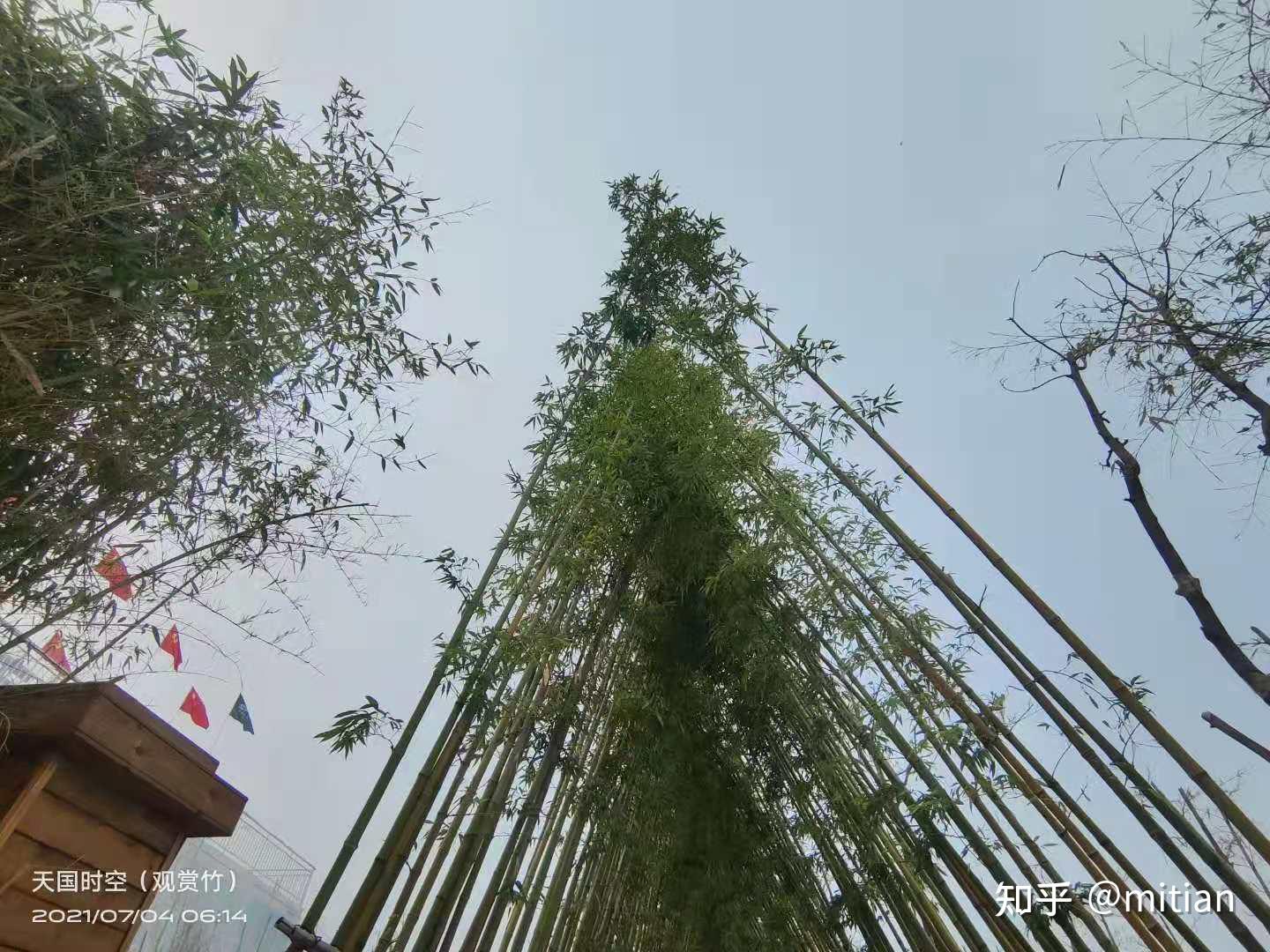 品“竹”之味,观“竹”之美,享“竹”之韵 - 知乎