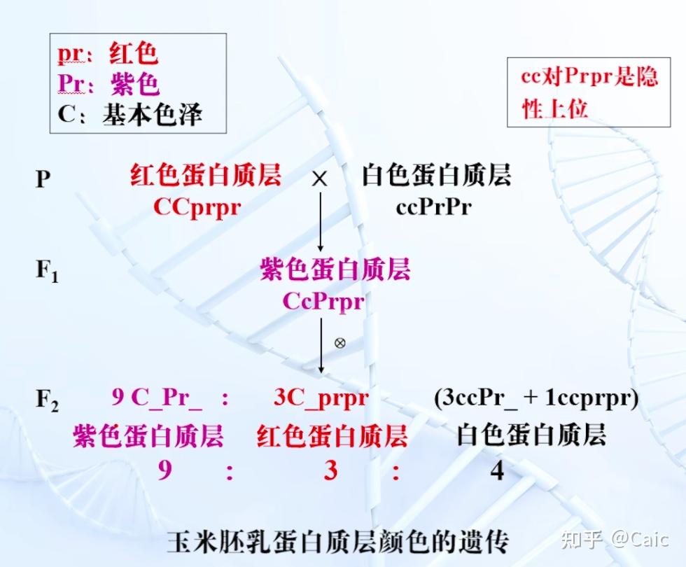 遗传学_3 孟德尔遗传定律 - 知乎