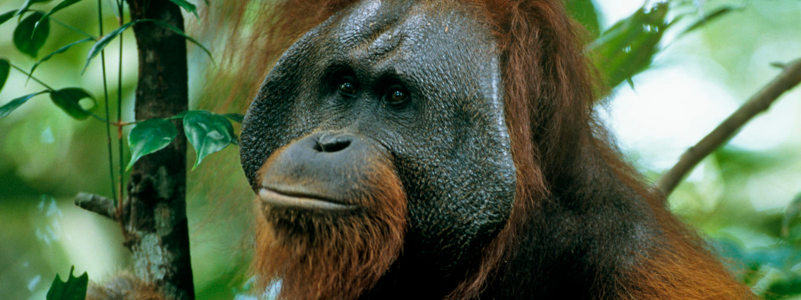 amur leopard (panthera pardus orientalis) 远东豹2 black rhino