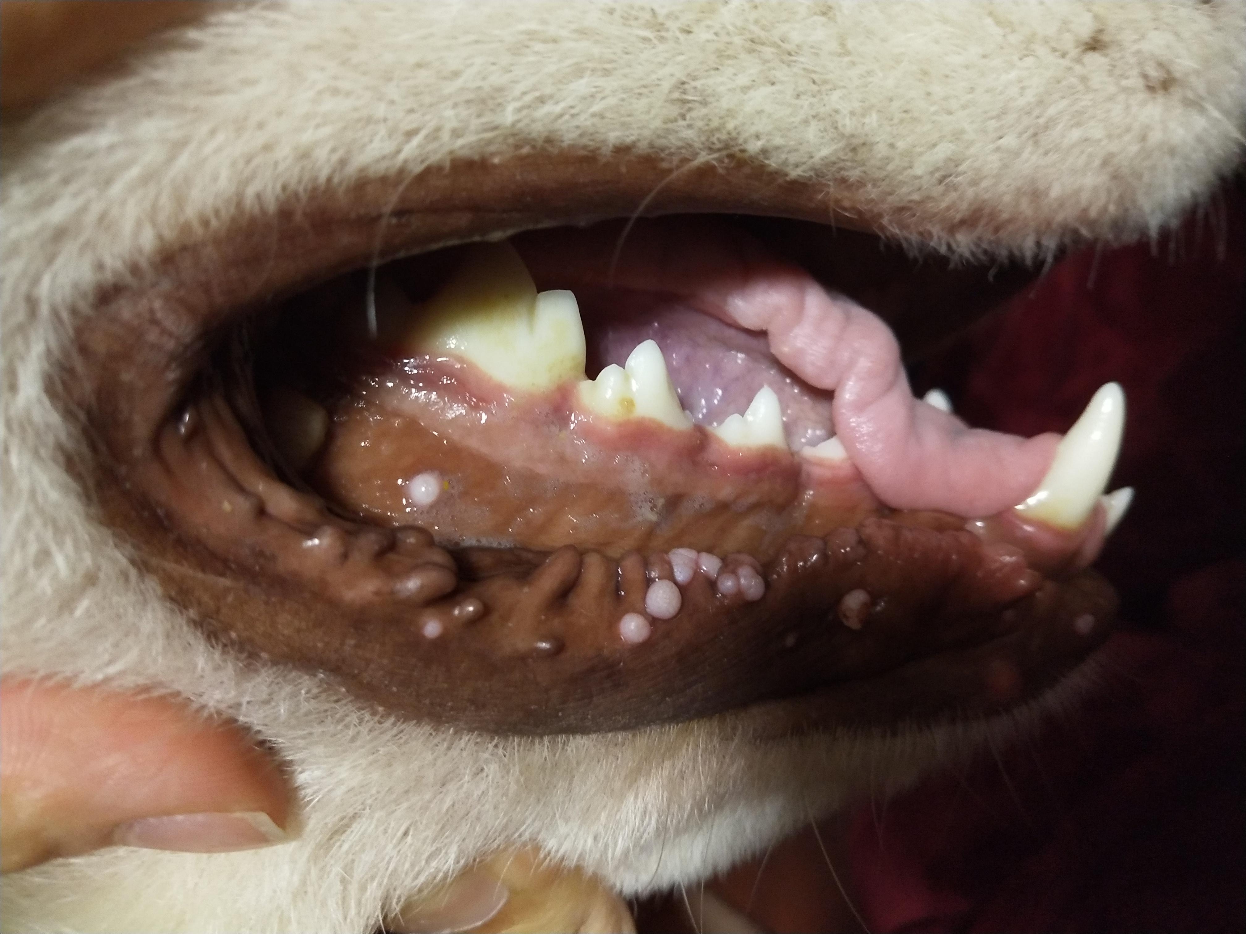 狗狗口腔里长菜花瘤如何治疗? - 知乎