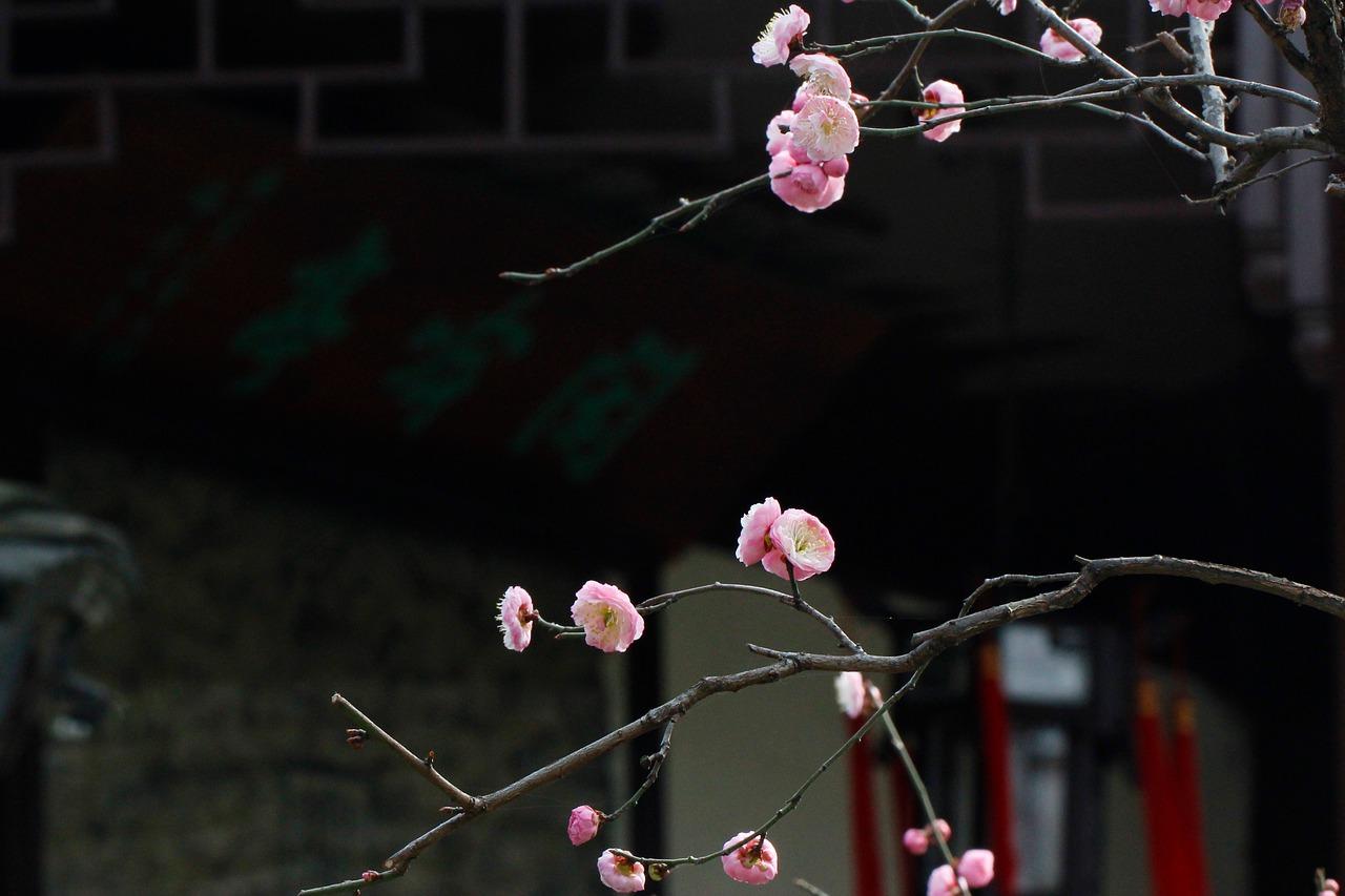 2. 景观房抢购中