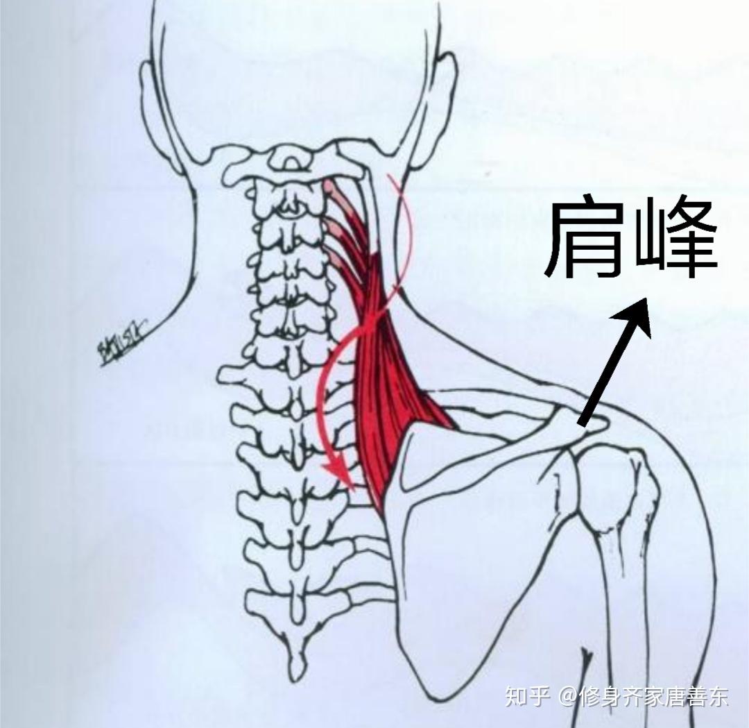 肩峰在哪个位置图片