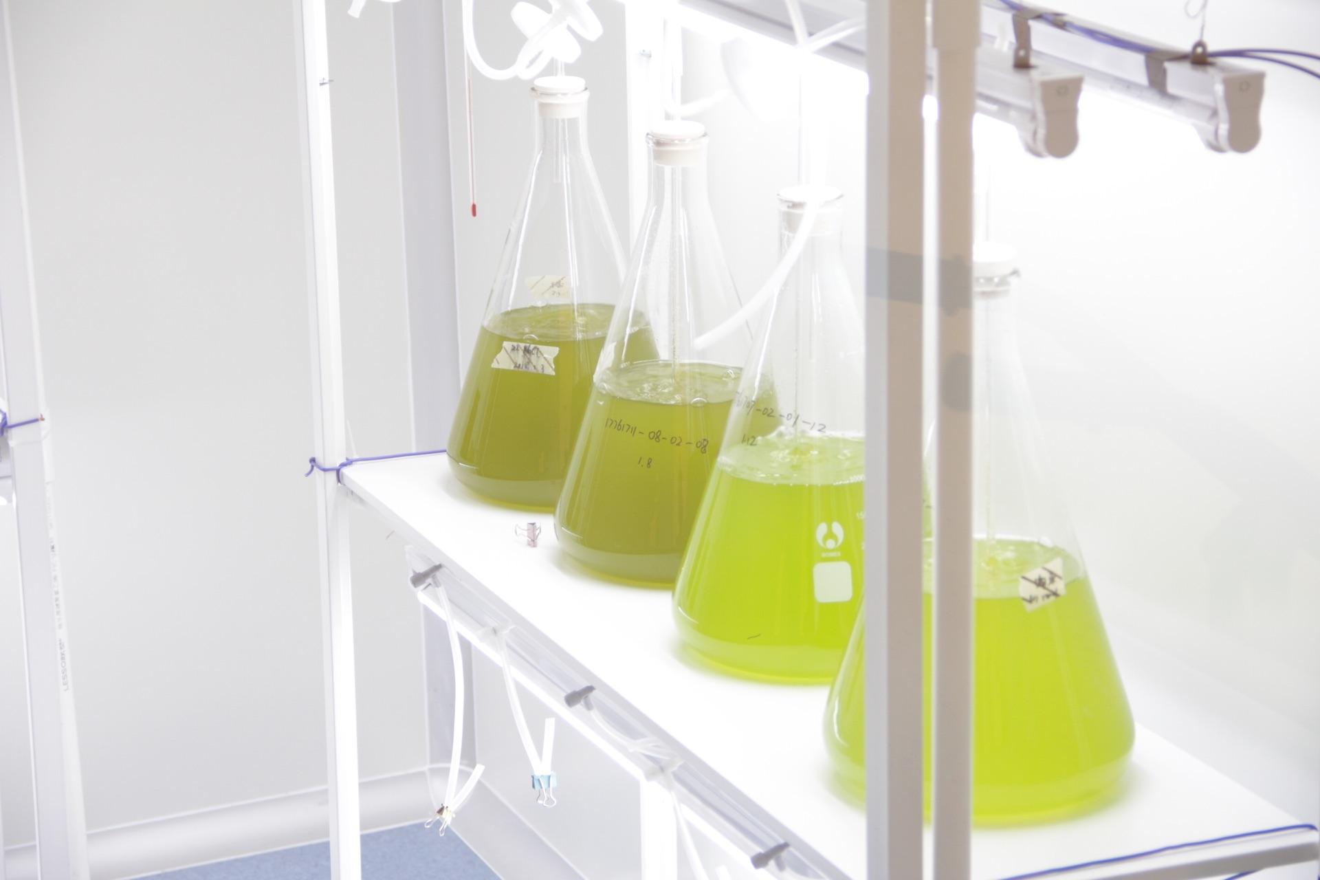 微藻实验室如何构成