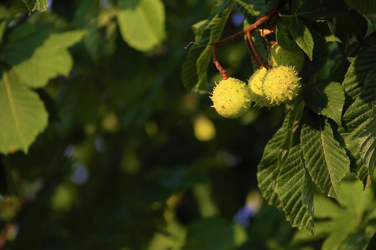 什么时候有板栗