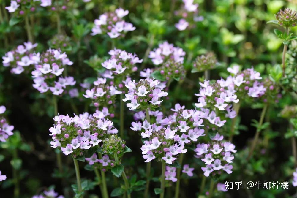 麝香草种植图片